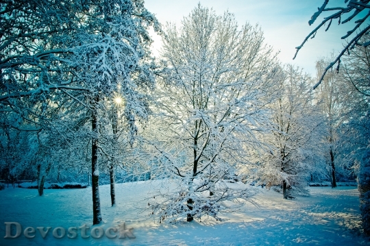 Devostock Wintry Snowy Trees Sunset