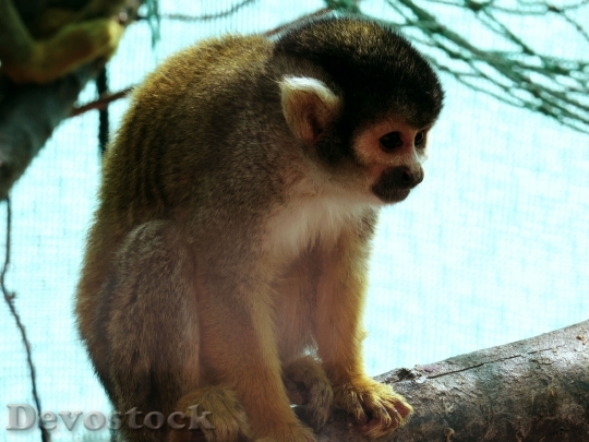 Devostock Zoo Squirrel Monkey Animal