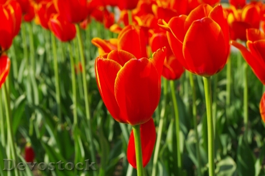 Devostock Different colors of Tulips from Japan  (11)