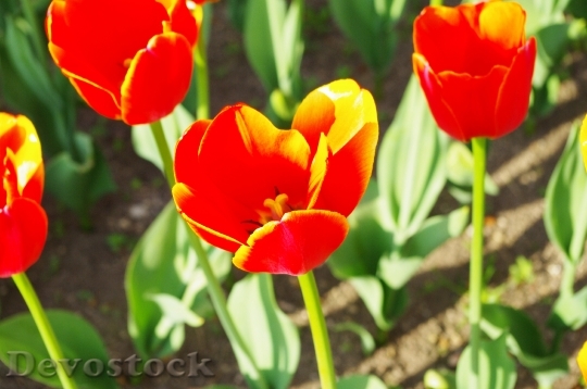Devostock Different colors of Tulips from Japan  (13)