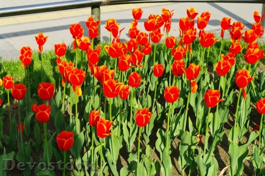 Devostock Different colors of Tulips from Japan  (15)