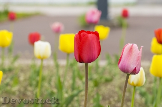 Devostock Different colors of Tulips from Japan  (19)