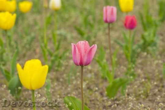 Devostock Different colors of Tulips from Japan  (21)