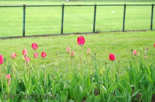 Devostock Different colors of Tulips from Japan  (6)