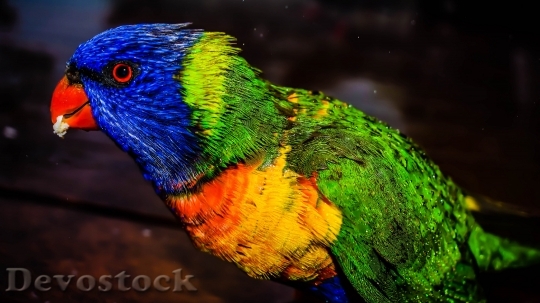 Devostock Different types of parrots with different colors (3)