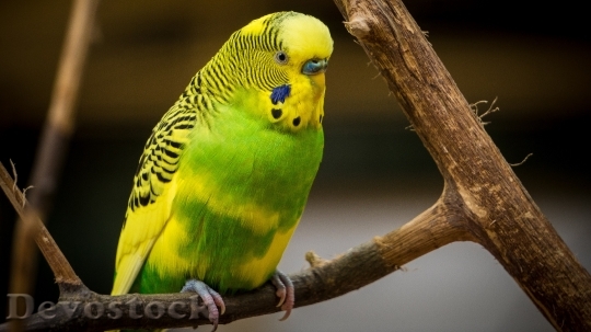 Devostock Different types of parrots with different colors (4)