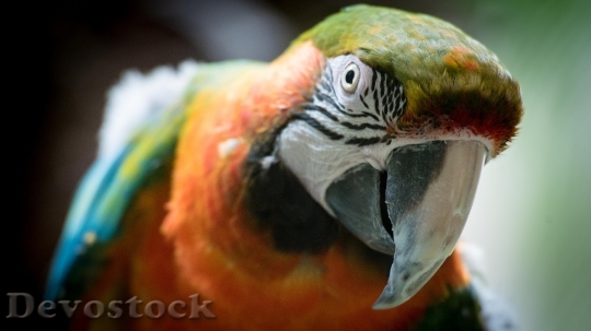Devostock Different types of parrots with different colors (7)