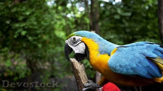 Devostock Different types of parrots with different colors (8)