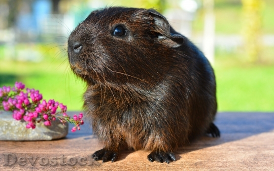 Devostock Domestic guinea pig  (10)