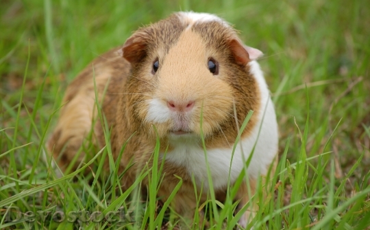Devostock Domestic guinea pig  (2)
