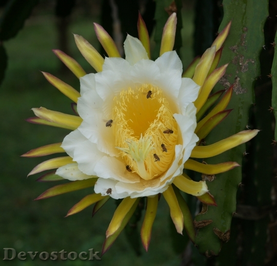 Devostock dragonfruit-flower-dsc08447