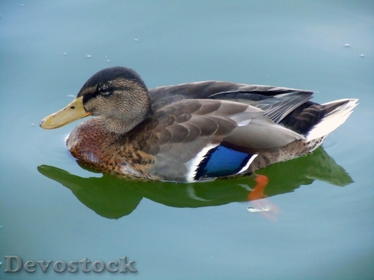 Devostock Duck  (102)