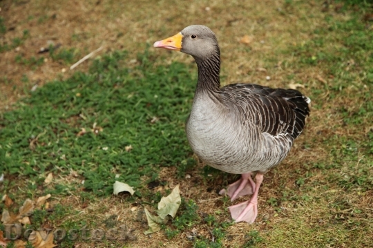 Devostock Duck  (107)