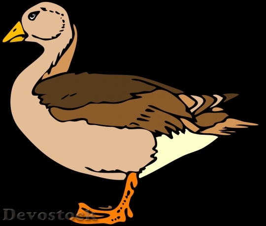 Devostock Duck  (108)