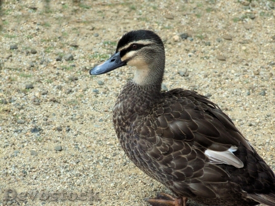 Devostock Duck  (111)