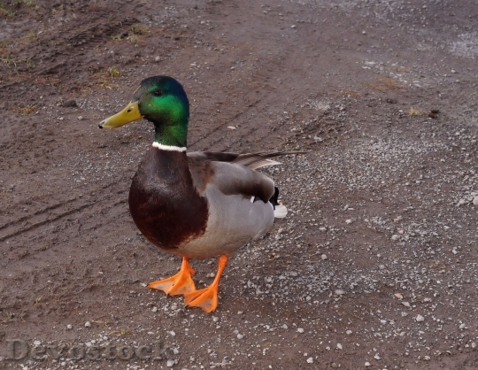 Devostock Duck  (113)