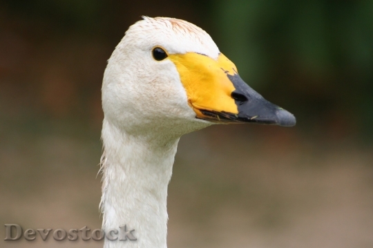 Devostock Duck  (114)