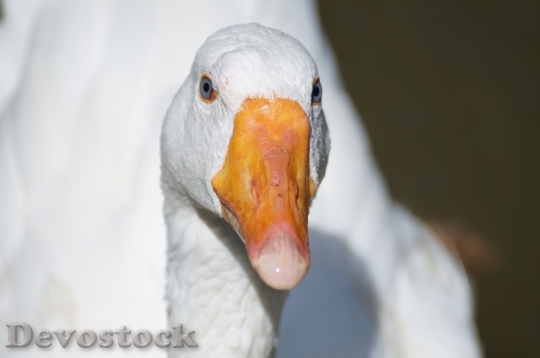 Devostock Duck  (117)