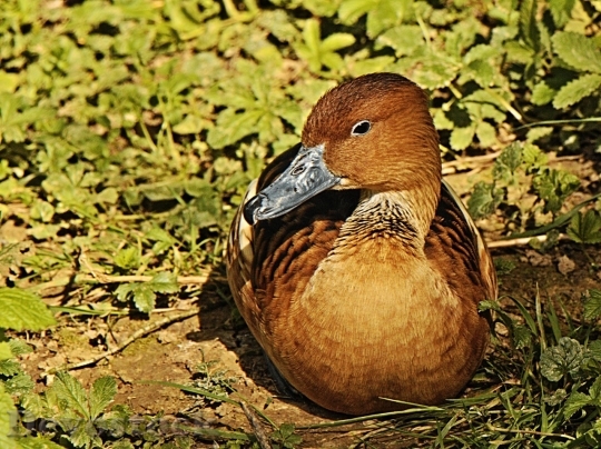 Devostock Duck  (119)