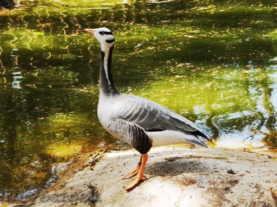 Devostock Duck  (120)
