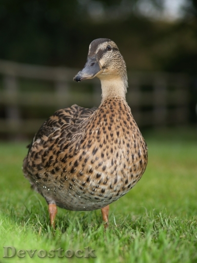 Devostock Duck  (133)