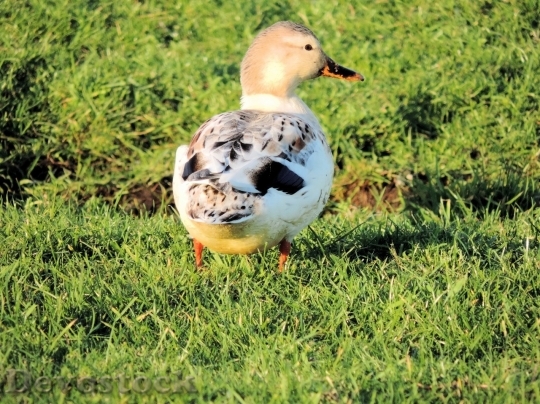 Devostock Duck  (135)