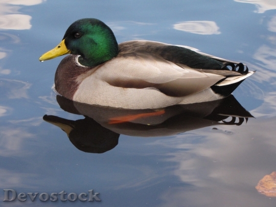 Devostock Duck  (137)