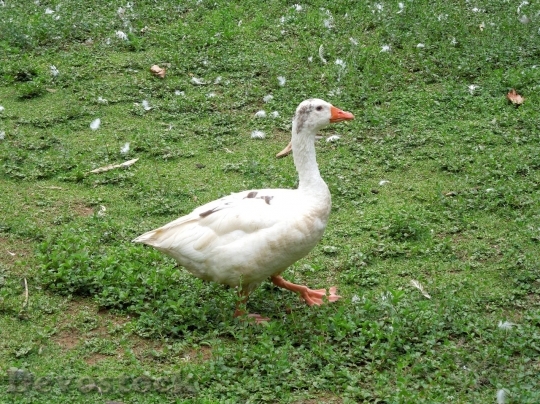 Devostock Duck  (140)