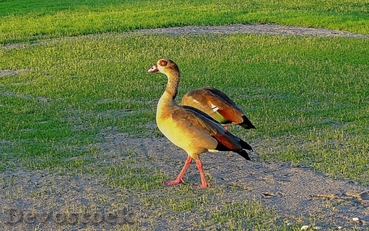 Devostock Duck  (15)