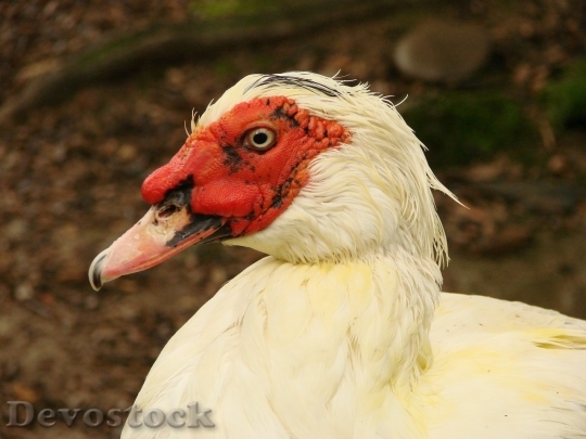 Devostock Duck  (153)