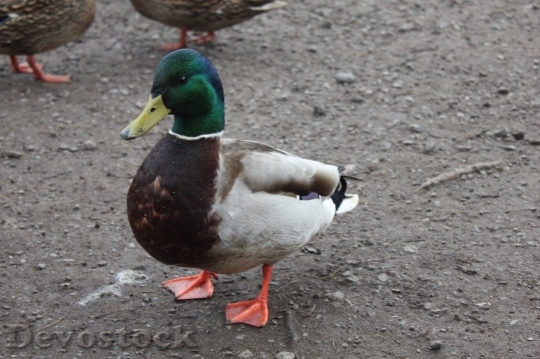 Devostock Duck  (164)