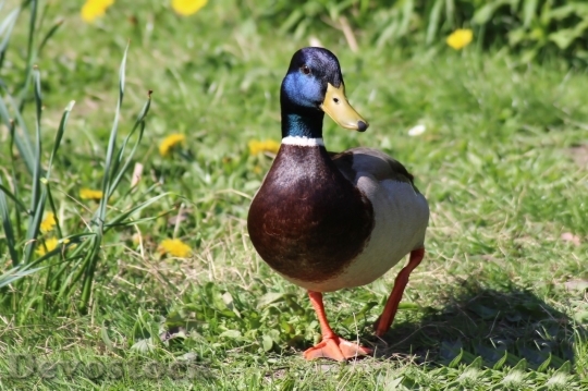 Devostock Duck  (177)