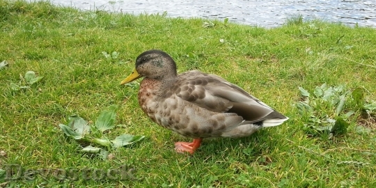 Devostock Duck  (178)
