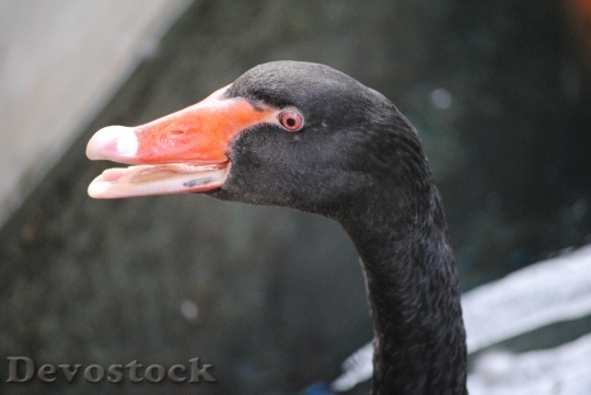 Devostock Duck  (184)