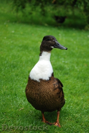 Devostock Duck  (185)