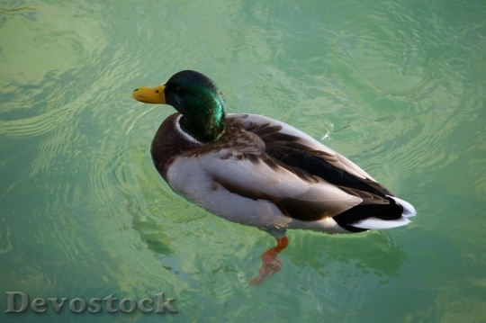 Devostock Duck  (19)