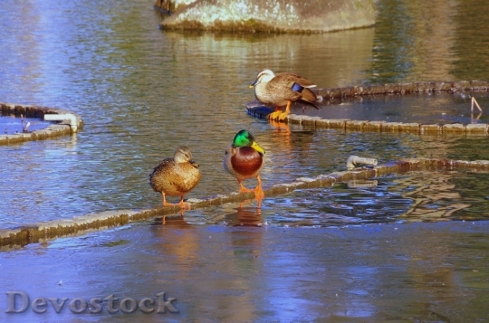 Devostock Duck  (196)