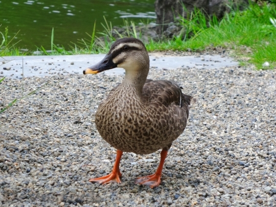 Devostock Duck  (200)