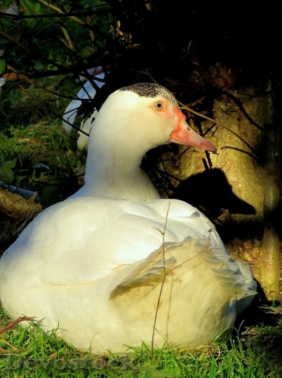 Devostock Duck  (203)