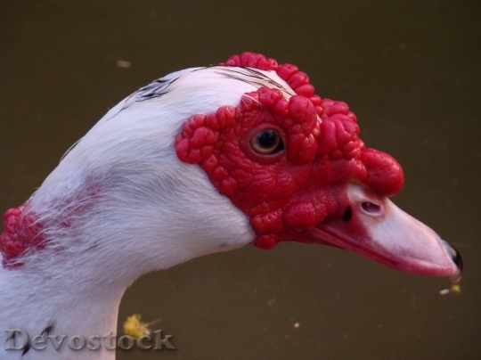 Devostock Duck  (207)