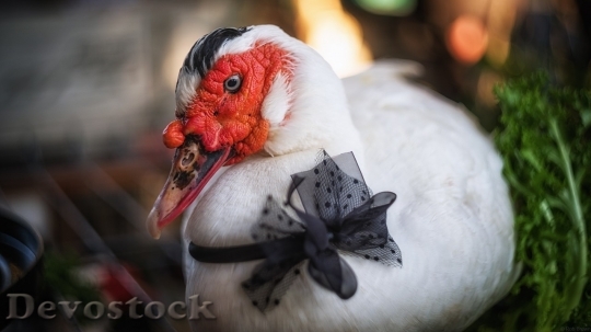 Devostock Duck  (215)