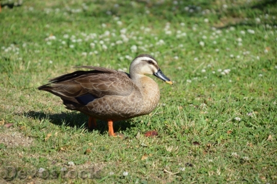 Devostock Duck  (219)