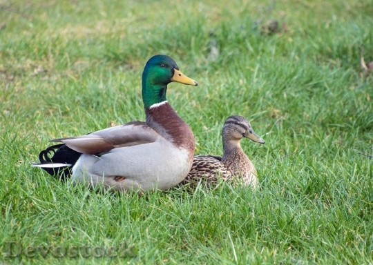 Devostock Duck  (225)