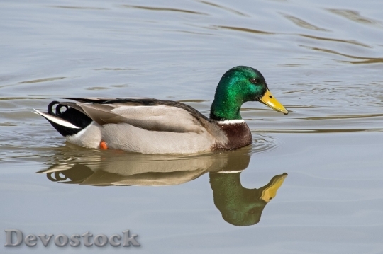 Devostock Duck  (228)