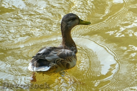 Devostock Duck  (229)