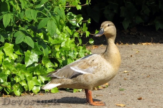 Devostock Duck  (236)