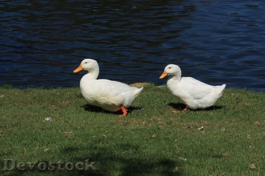 Devostock Duck  (24)
