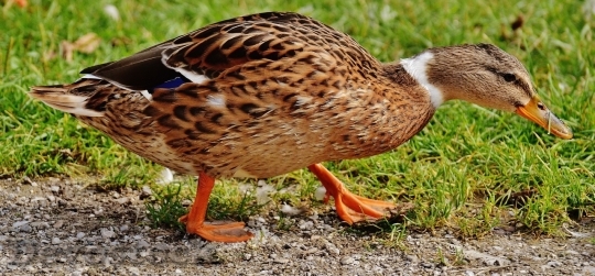 Devostock Duck  (249)
