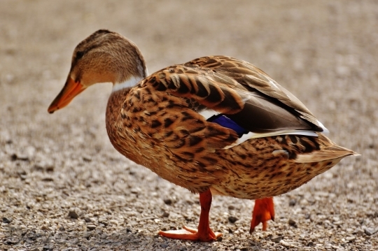 Devostock Duck  (250)