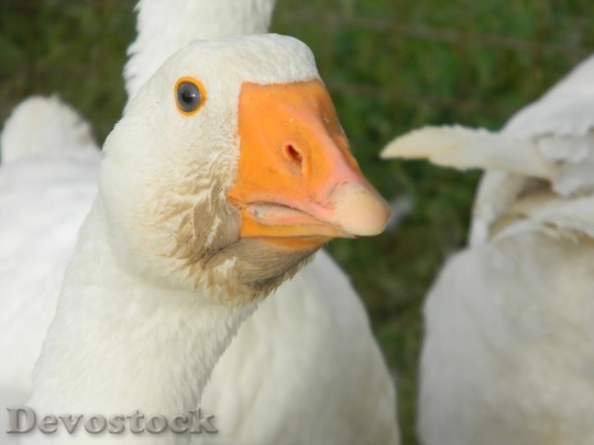 Devostock Duck  (253)